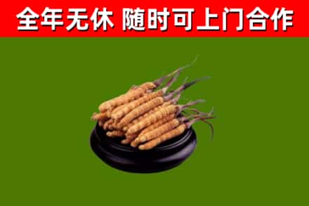 门头沟回收冬虫夏草